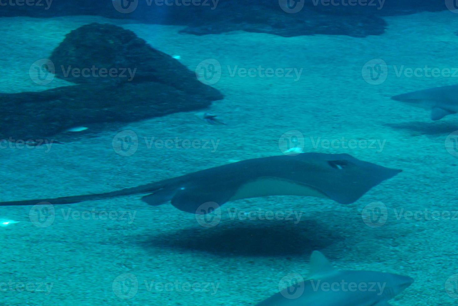 Group of Stingrays Swimming Along the Sandy Ocean Floor photo