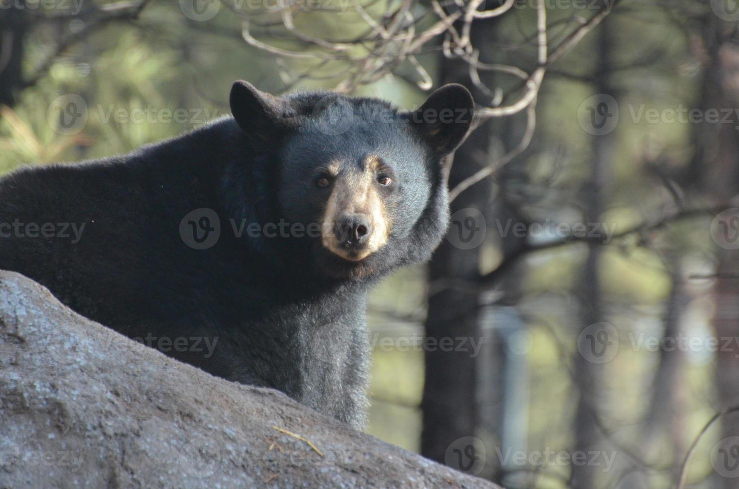 Black Bear Standing On Top of a Rock photo
