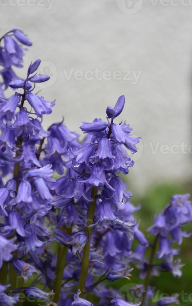 Springtime with Pretty Flowering Bluebell Blossoms in a Garden photo