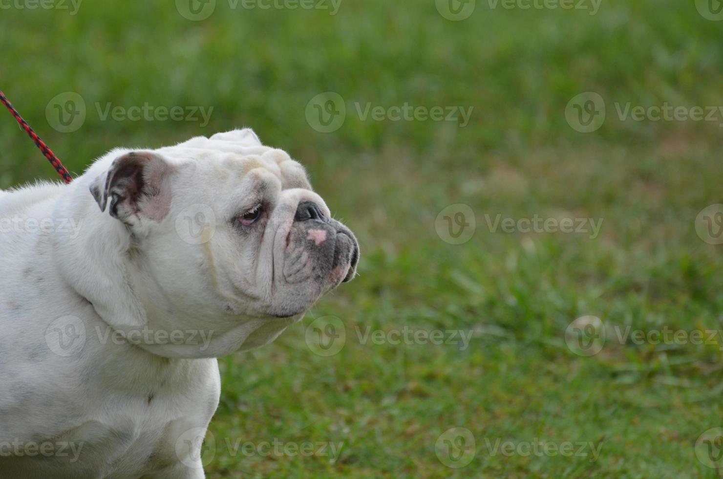 bulldog inglés con una taza presumida foto