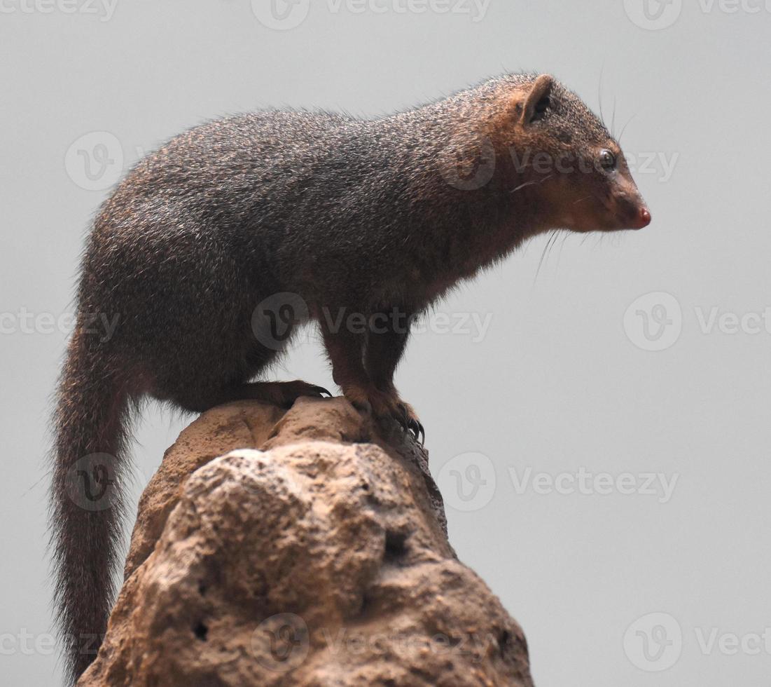 Beautiful Scenic Image of a Brown Dwarf Mongoose photo