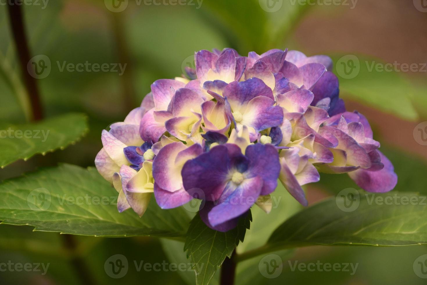deslumbrante racimo de flores cremosas y moradas 9092382 Foto de stock en  Vecteezy