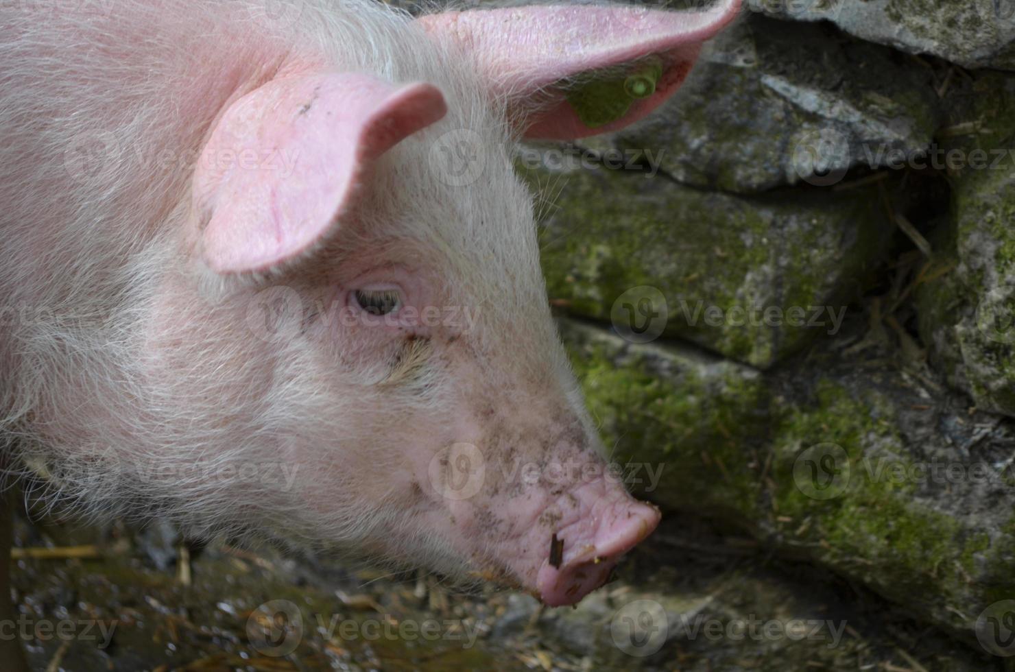 Close Up Look at the Face of a Pink Pig photo