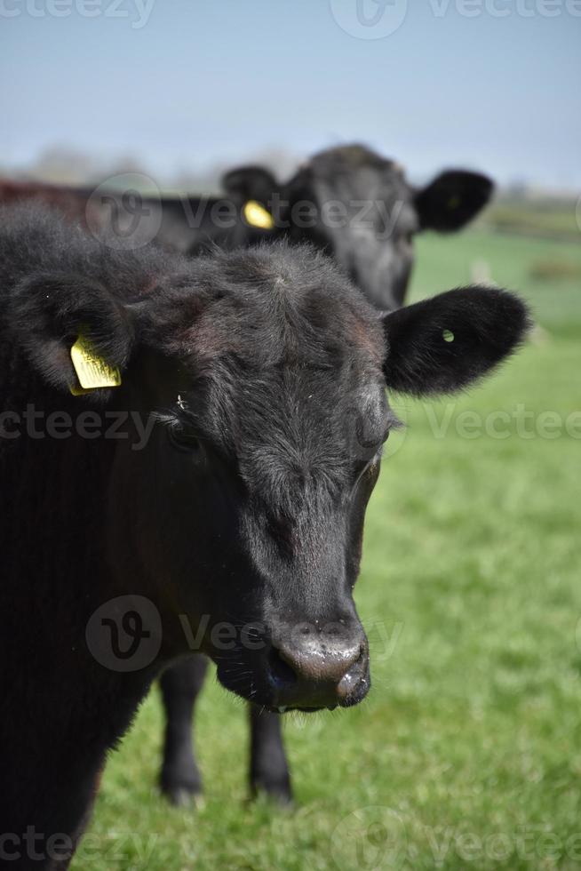 adorable par de vacas negras en un campo foto