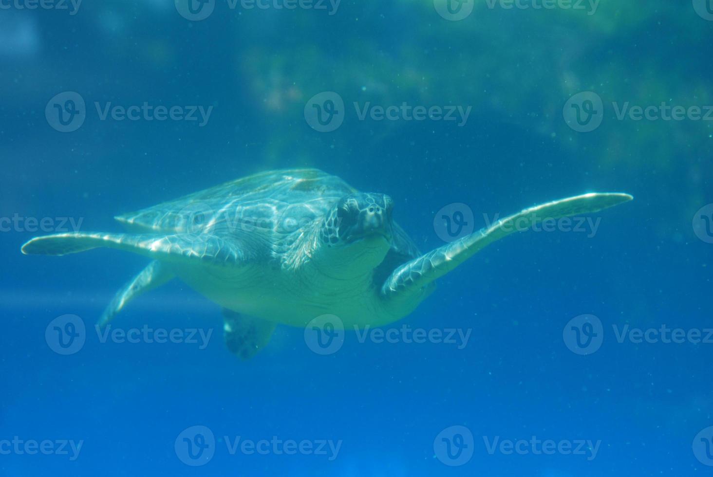 nadando tortuga marina deslizándose bajo el agua foto