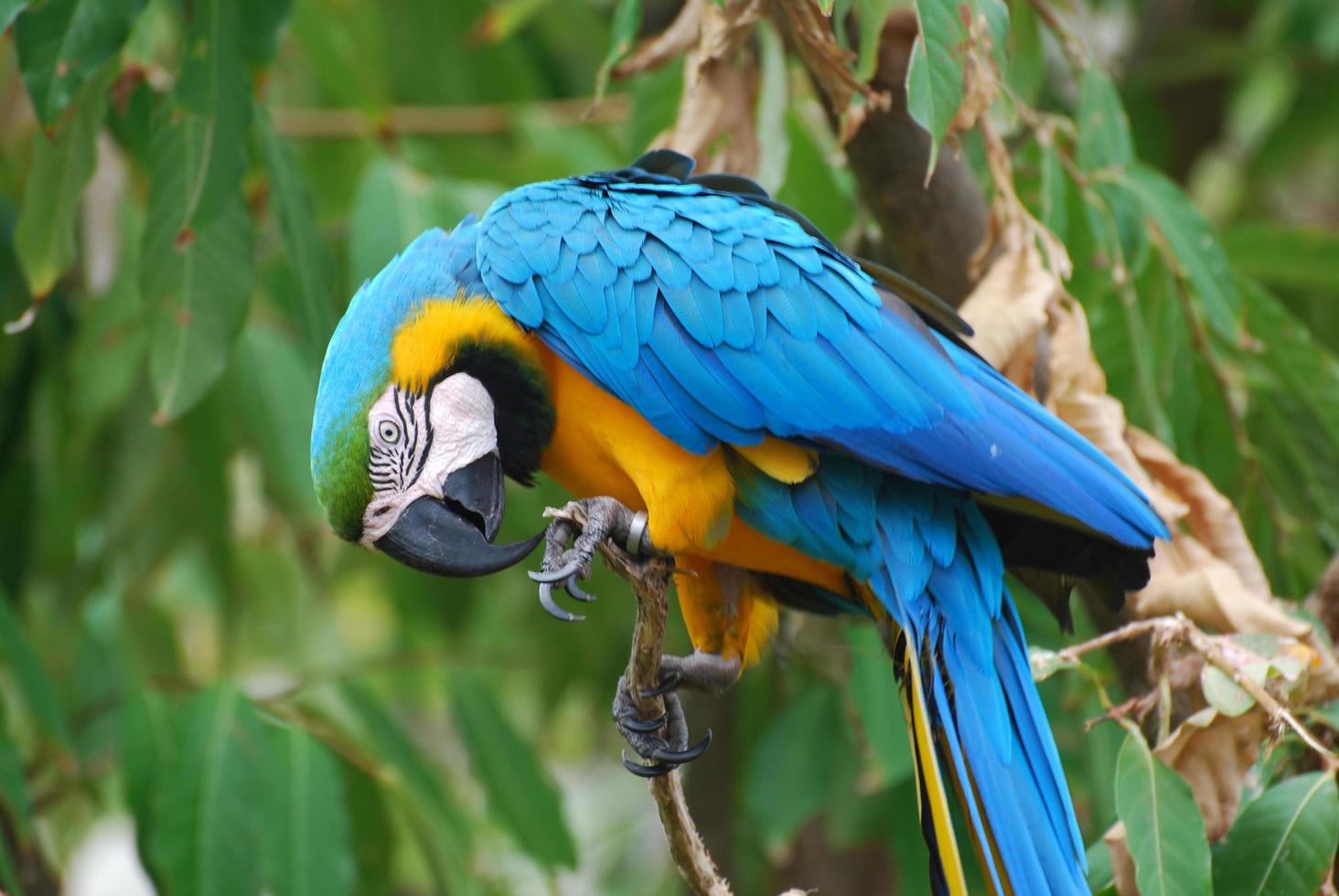 Blue and yellow Macaw Biting at His Foot photo