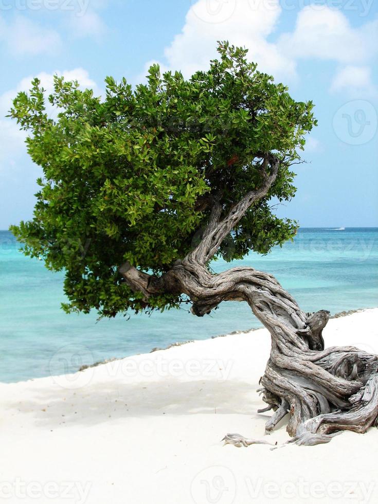 Divi Divi Tree with Gentle Waves on the Beach photo