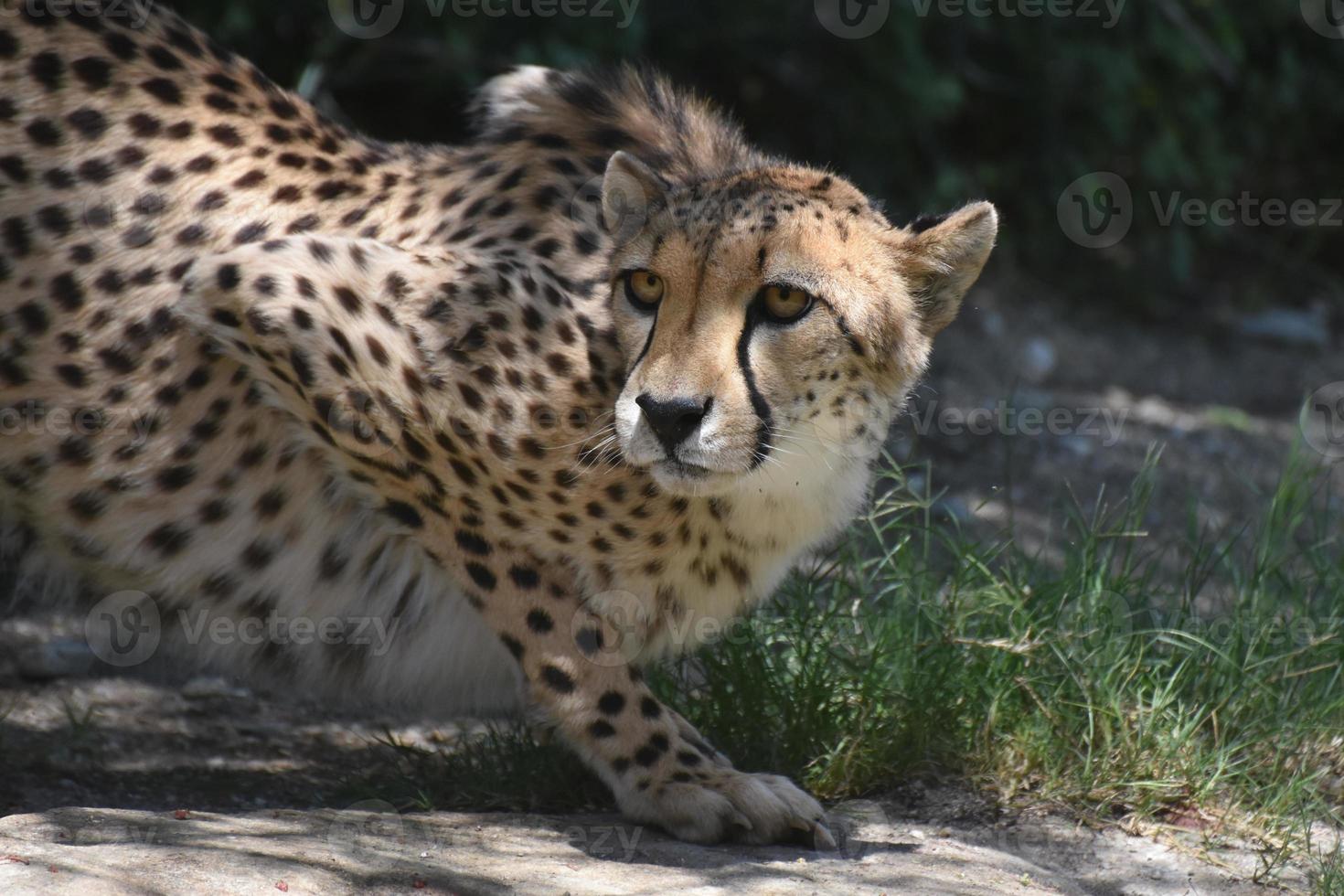 guepardo deslumbrante observando en silencio el movimiento de la presa foto