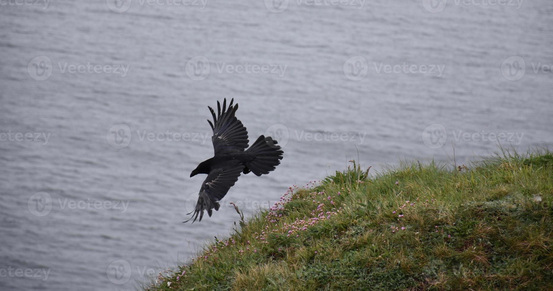 Stunning Flying Black Crow Above the Ocean and Sea Cliffs photo
