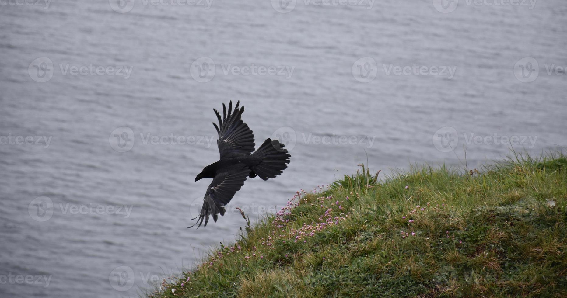 impresionante cuervo negro volador sobre el océano y los acantilados marinos foto