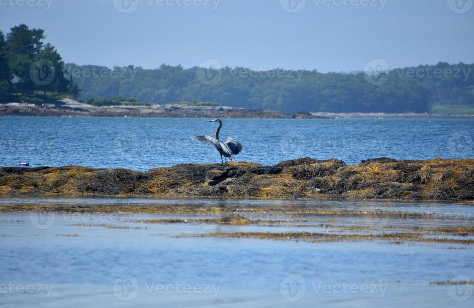 Wild Great Blue Heron With Wings Extended photo
