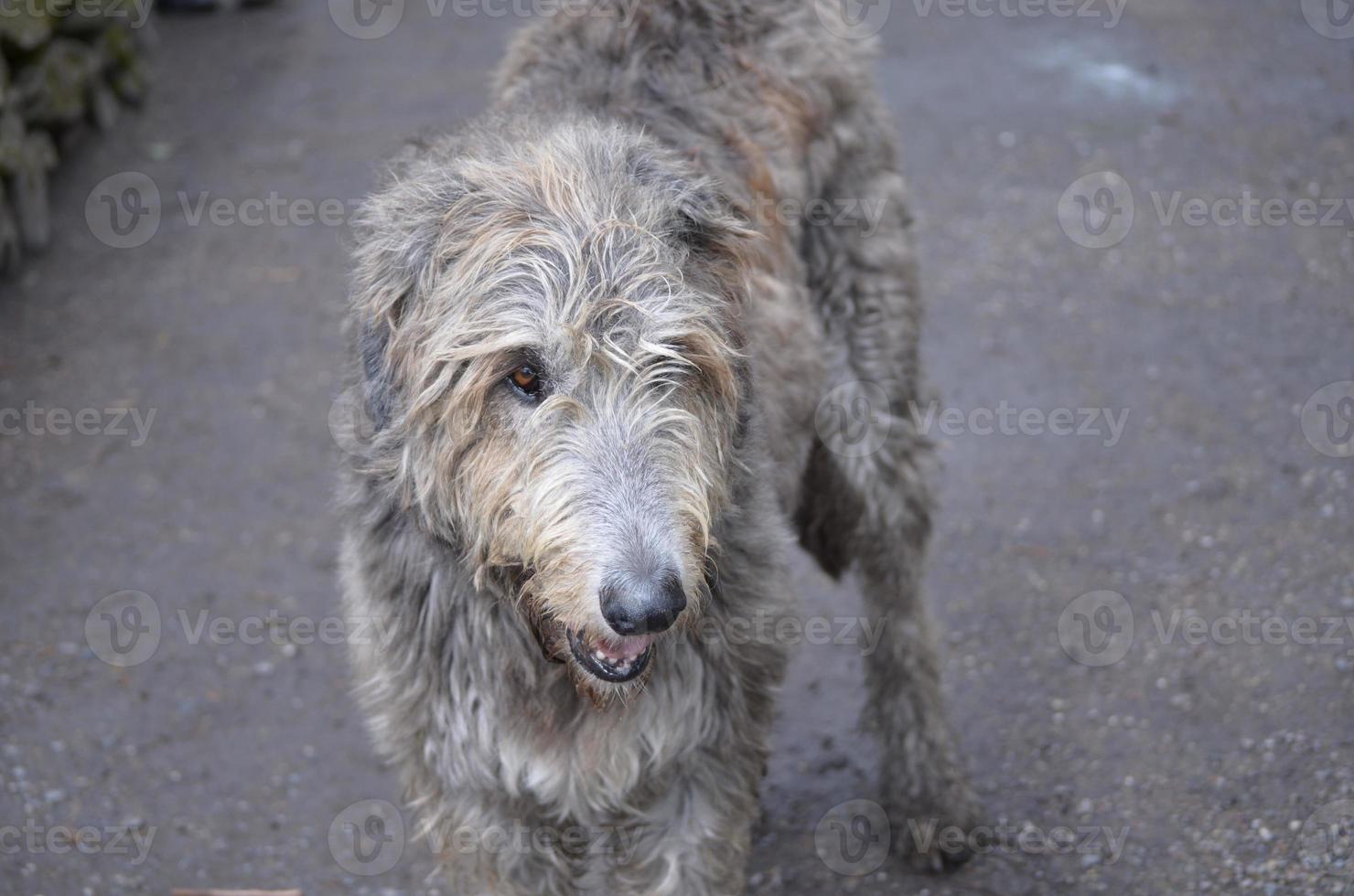 perro lobo irlandés con nuca foto