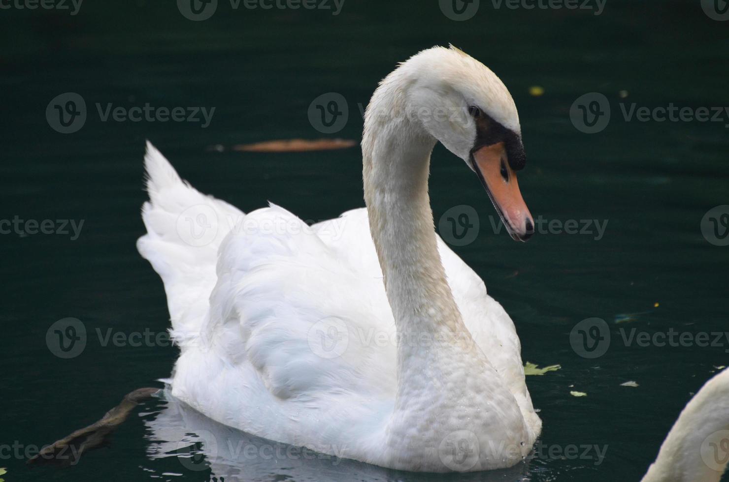 cisne blanco nadando en un lago en un día de primavera foto