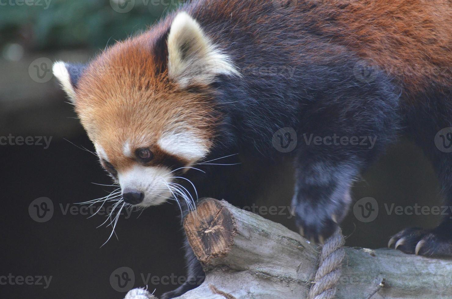 Lesser Panda Bear Climbing Over a Plank photo