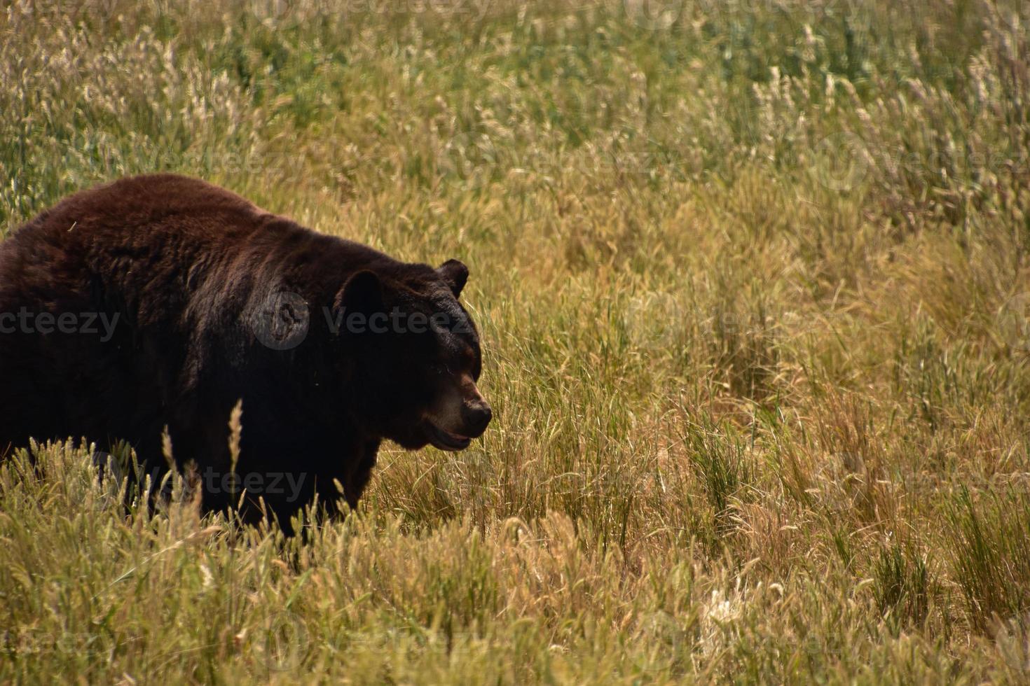 Furry Black Bear Roaming in Hay Field photo