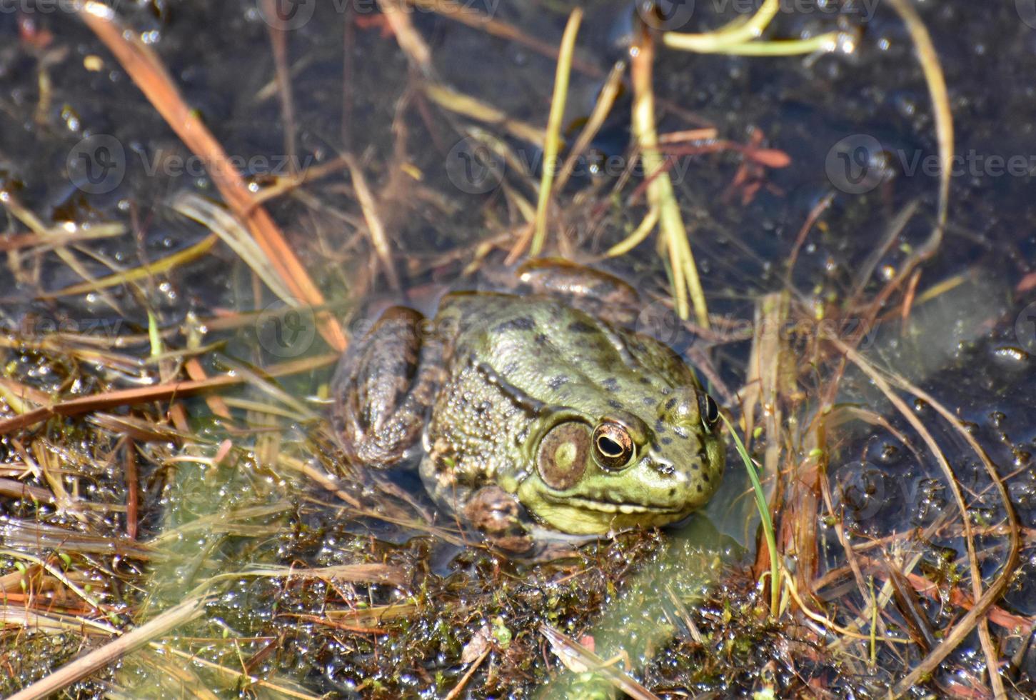 Wetlands With a Large Green Toad Sitting Still photo