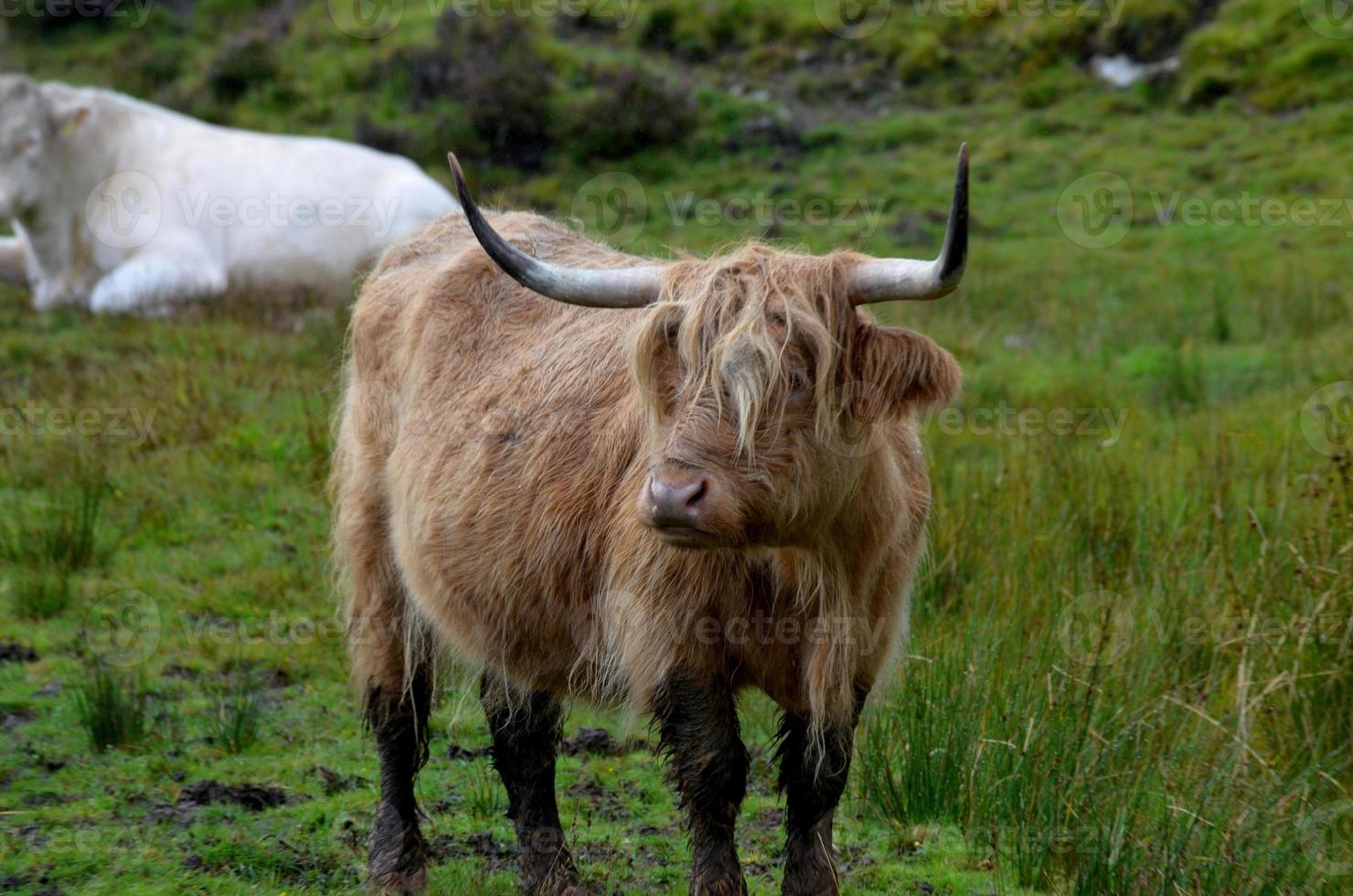 Cute long haired highland cow in Isle of Skye photo