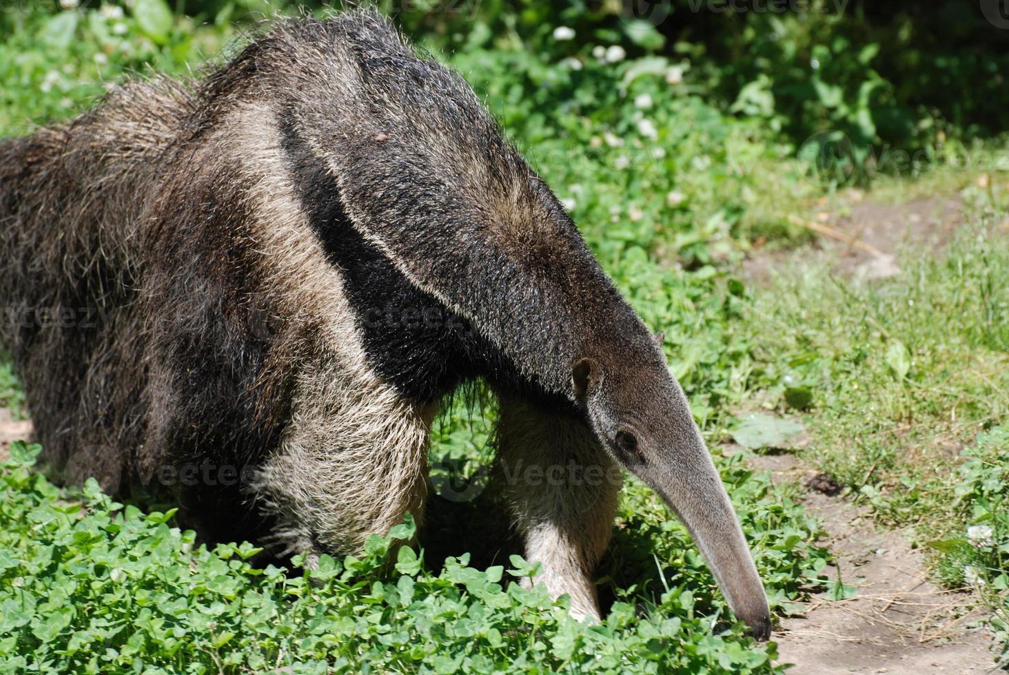 Snuffling Giant Anteater photo