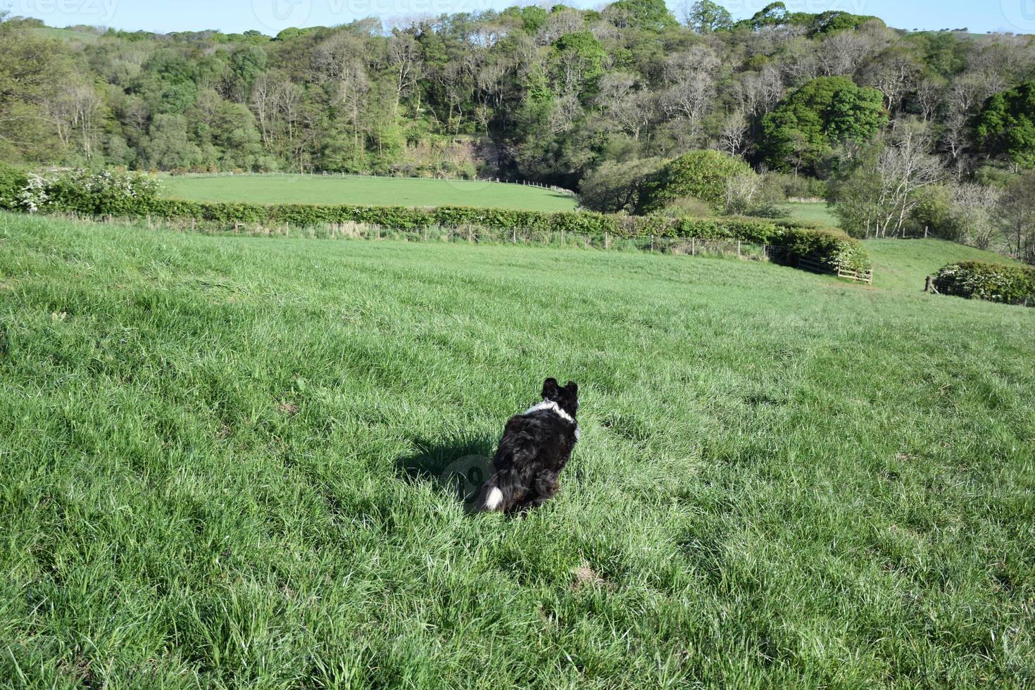 pasto de hierba con un border collie blanco y negro corriendo foto