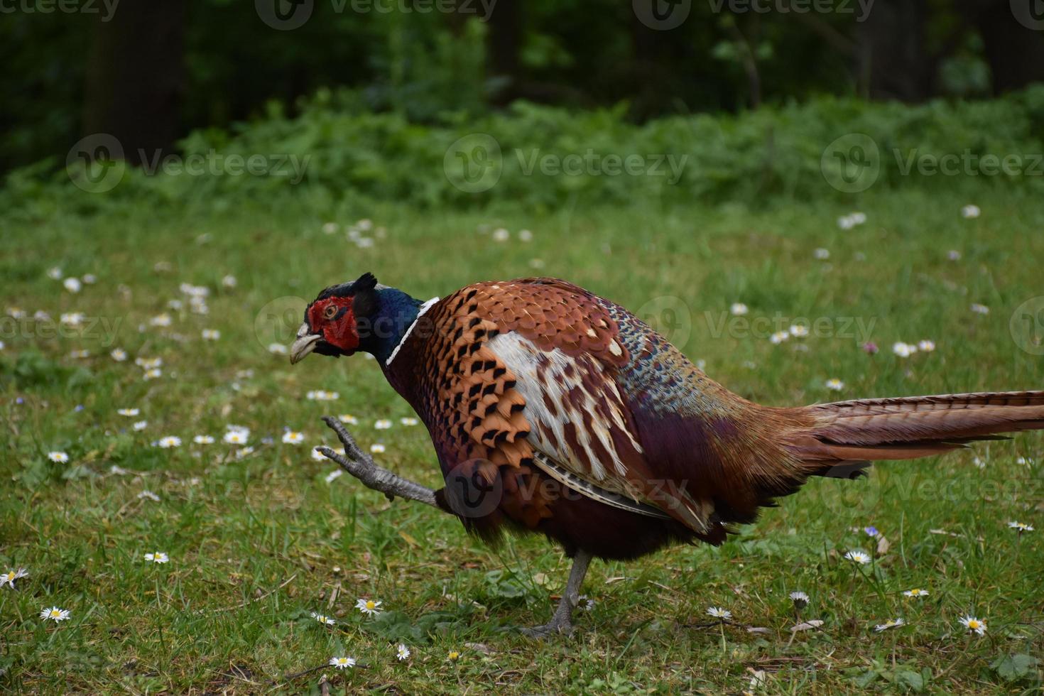 Pheasant Strutting His Stuff with His Tail Following photo