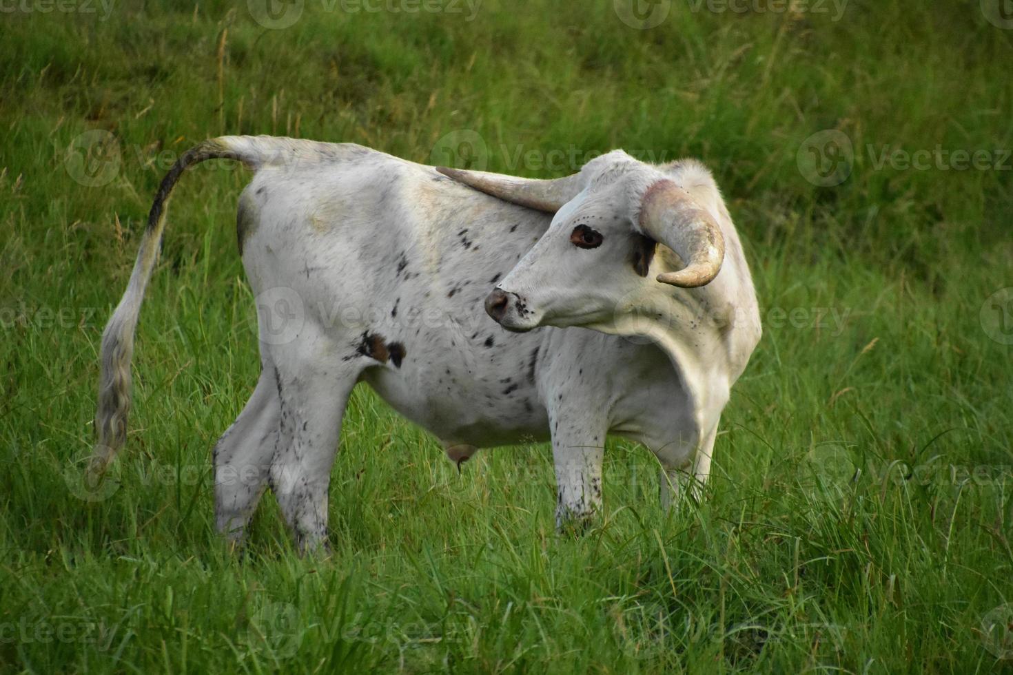 Sweet Longhorn Steer Looking Back Over Shoulder photo