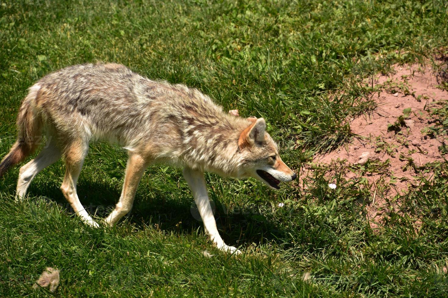 Pacing and Prowling Coyote in South Dakota photo