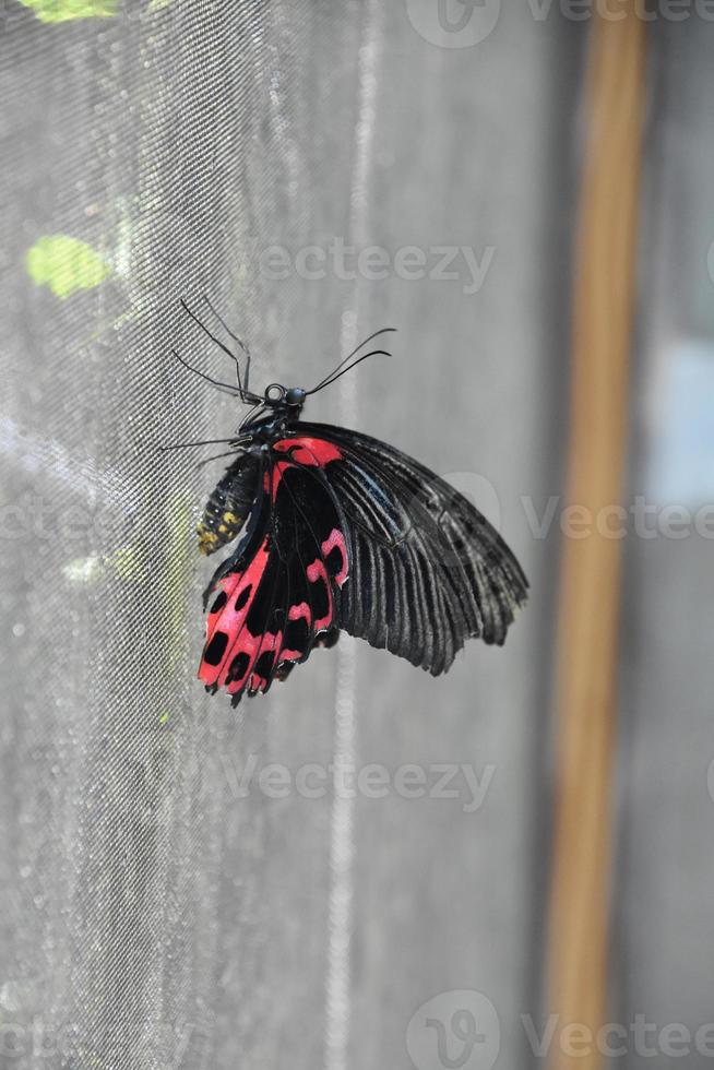 Red and Black Swallowtail Butterfly on a Screen photo