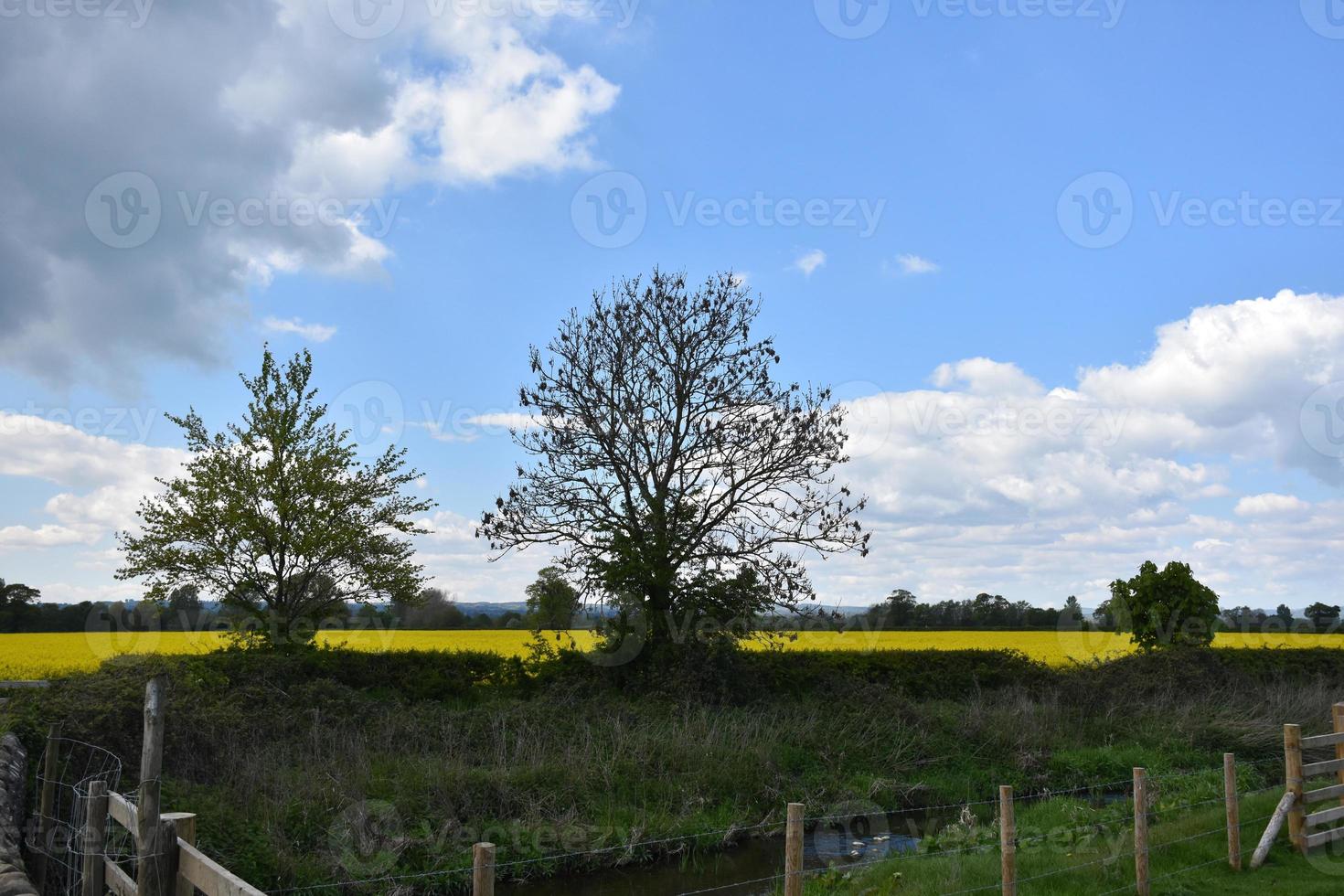 Gorgeous View of a Flowering Yellow Field photo