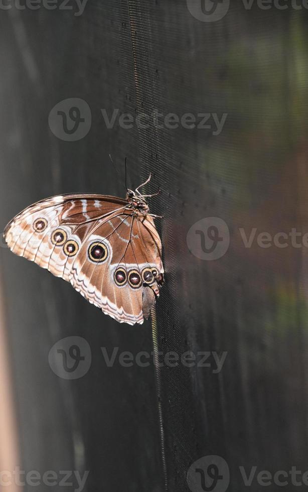 vista de un ala de una mariposa lechuza común foto