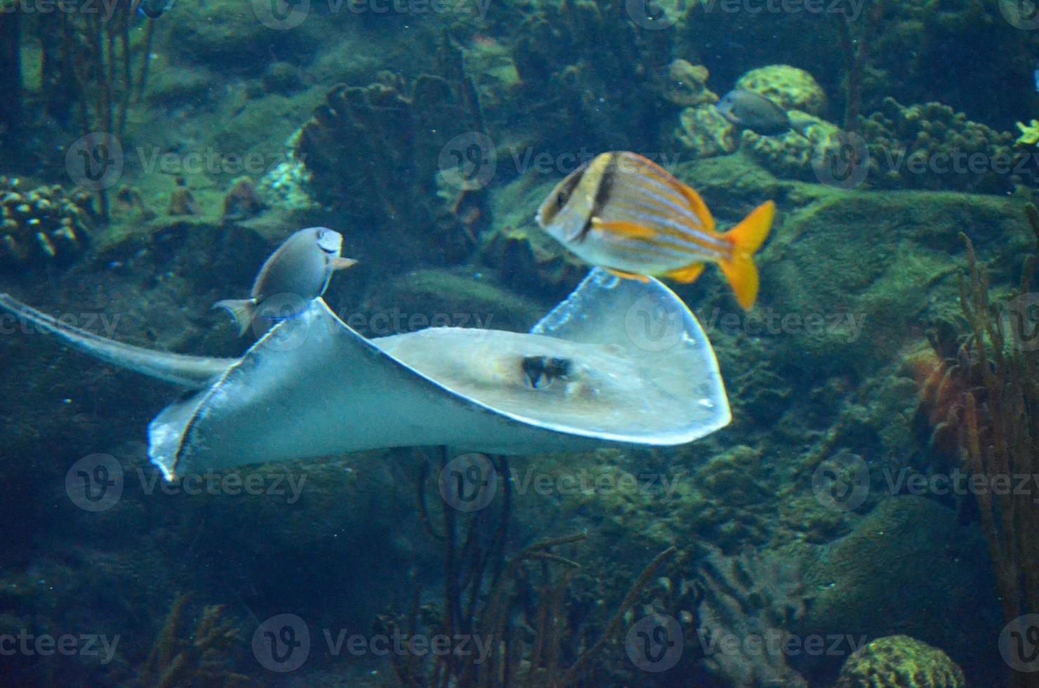 Stingray Swimming With Colorful Fish Along a Reef photo