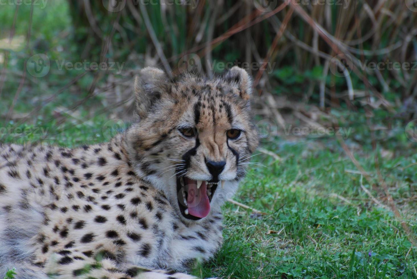 un guepardo con dientes afilados tomando el sol foto