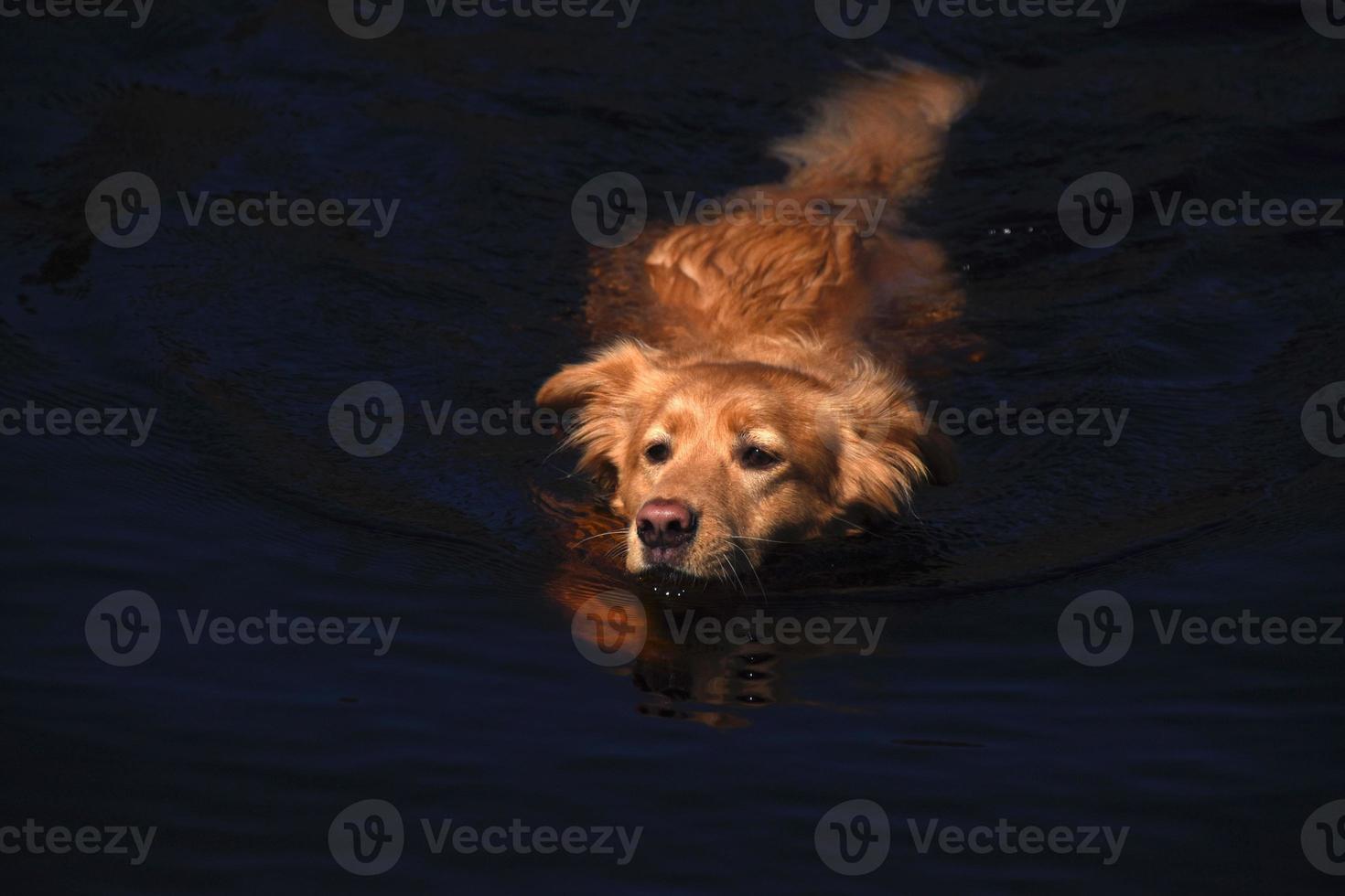 Golden Toller Pup Swimming in Dark Waters photo