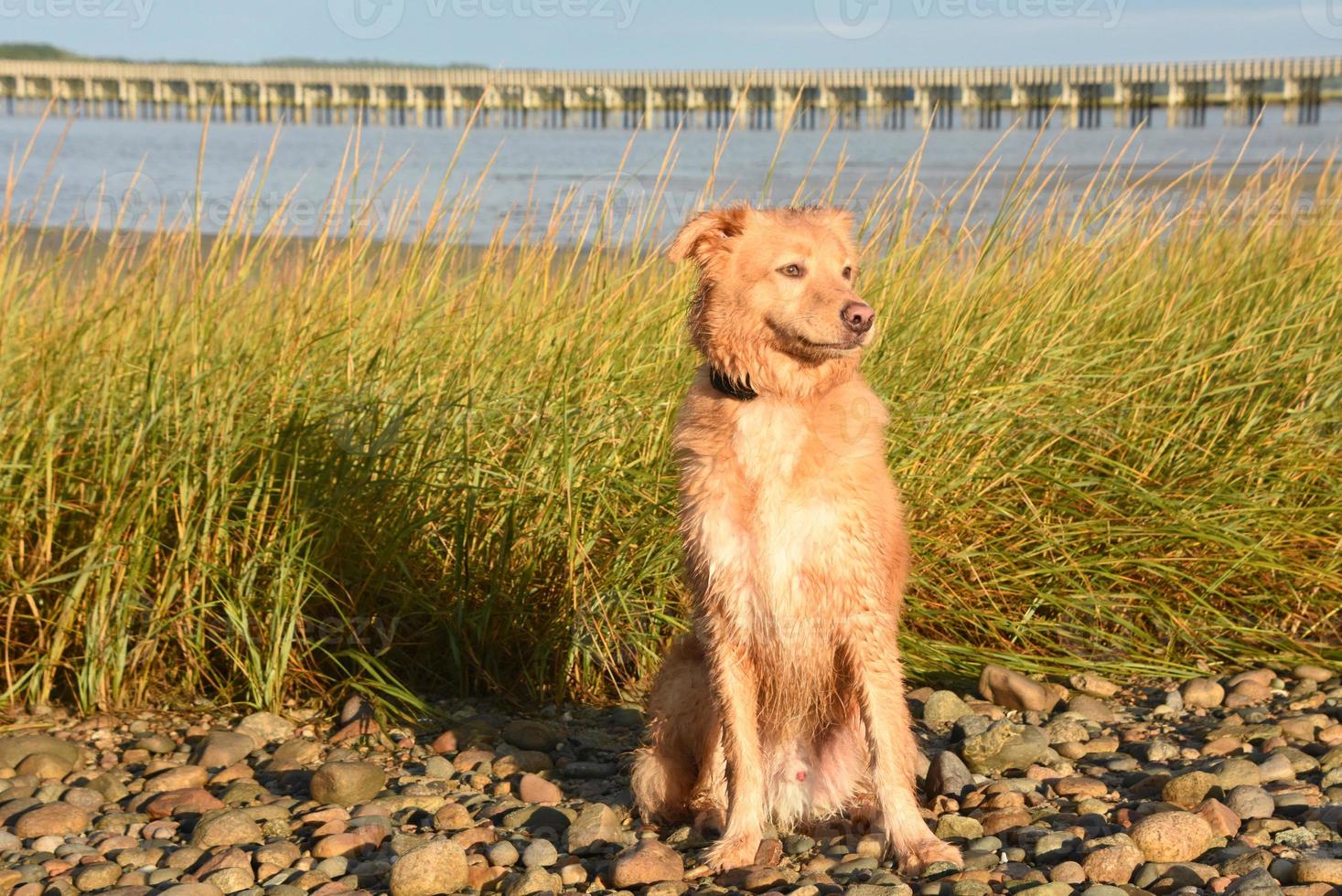 Pequeño perro pato rojo húmedo en la playa foto