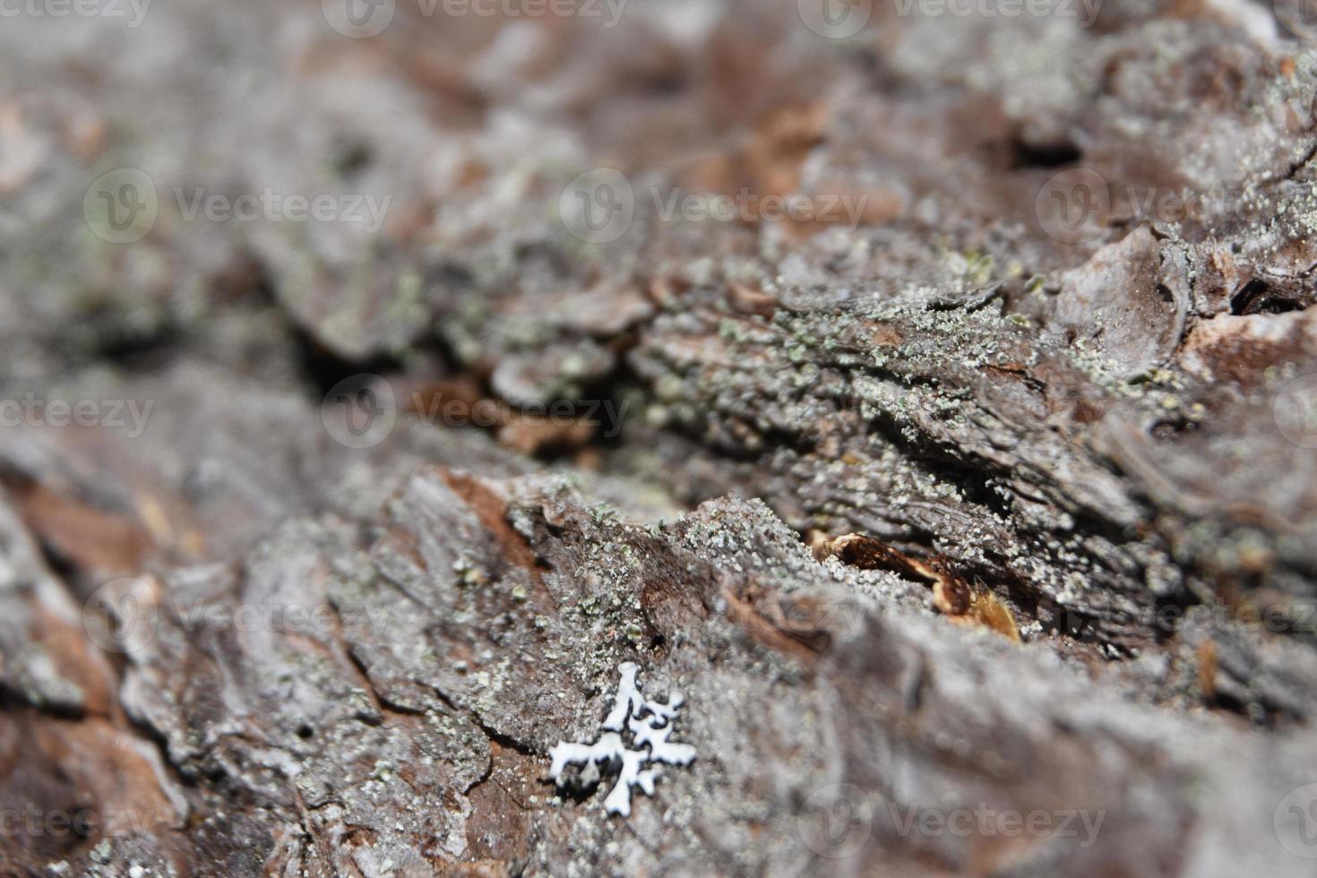 Lichen and Moss on Aged Hardwood Tree Bark photo