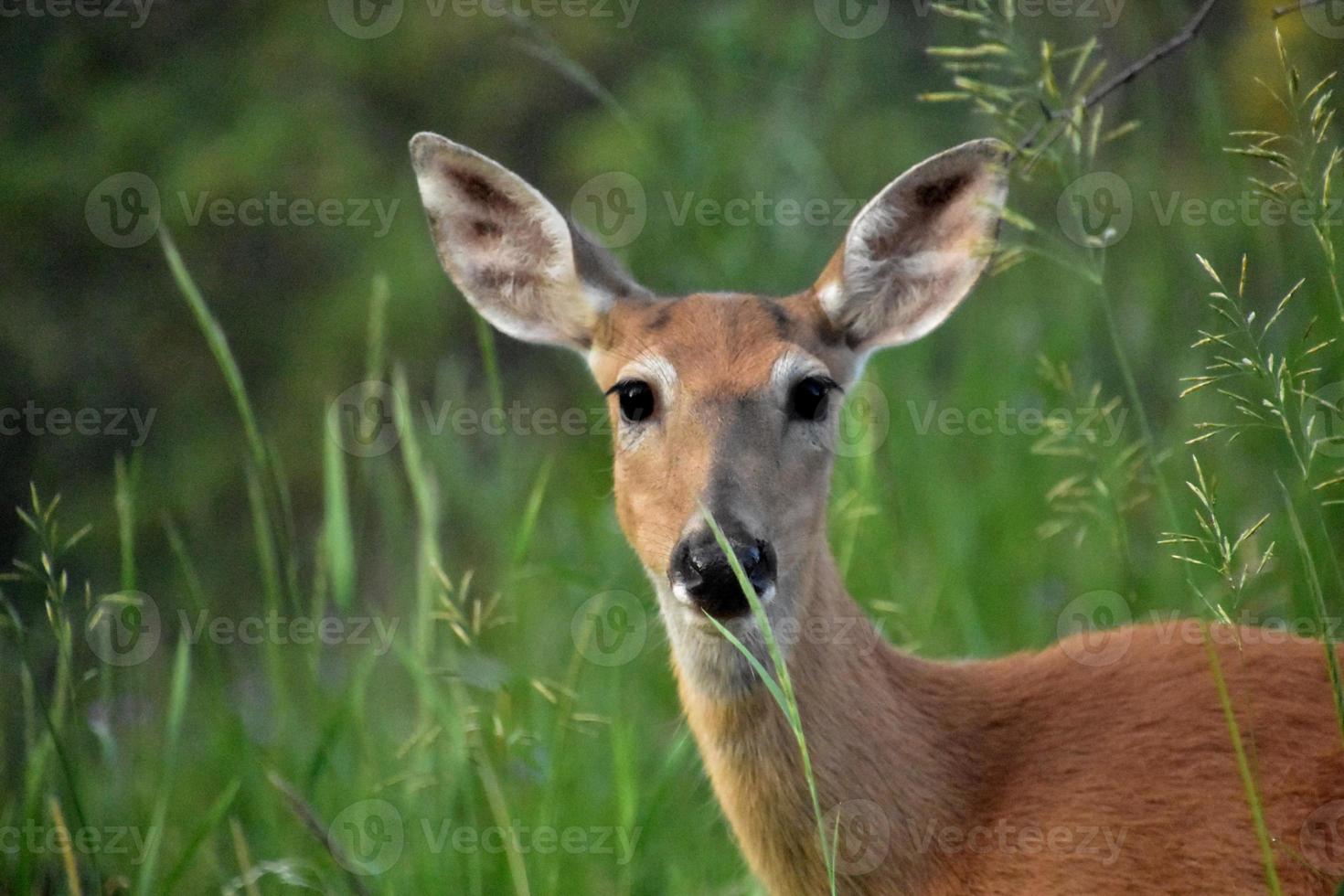 Deer Looking Through Blades of Grass in South Dakota photo