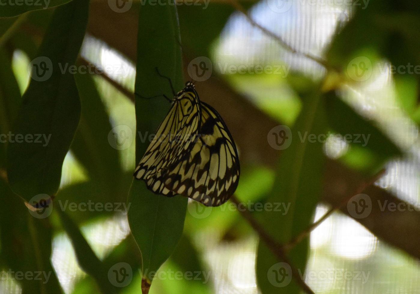 Pretty White and Black Tree Nymph Butterfly photo