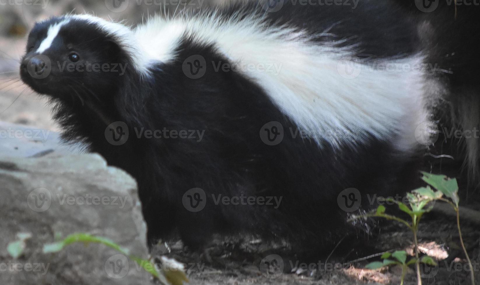 Fluffy Skunk with Long Black and White Fur photo