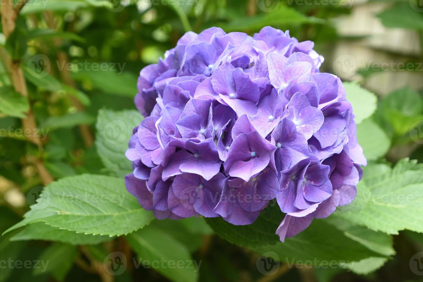 hermoso racimo de flor de hortensia violeta claro 9092949 Foto de stock en  Vecteezy