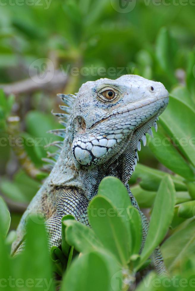 iguana verde de cerca y persona foto