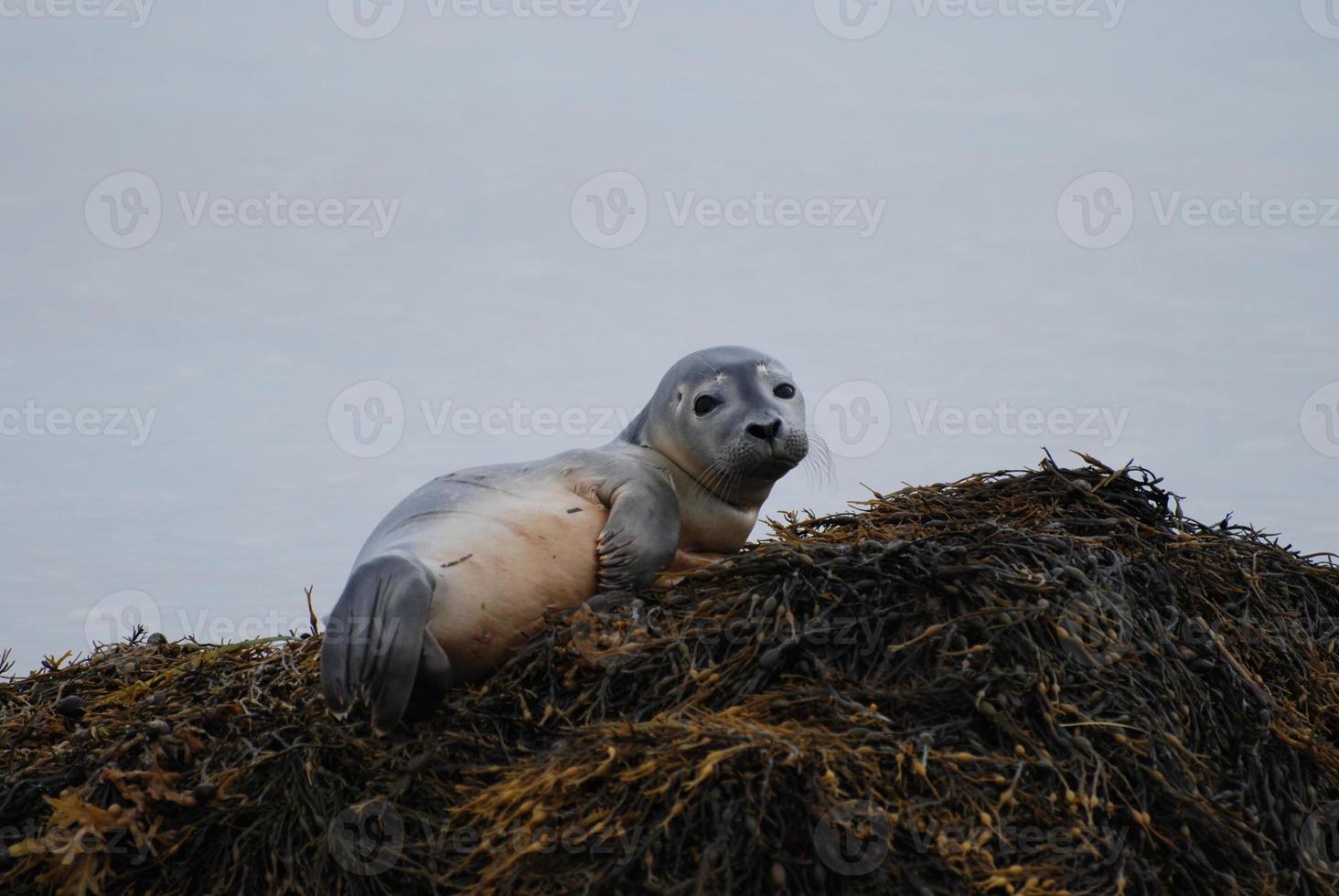 Tired Harbor Seal Pup Taking a Break photo