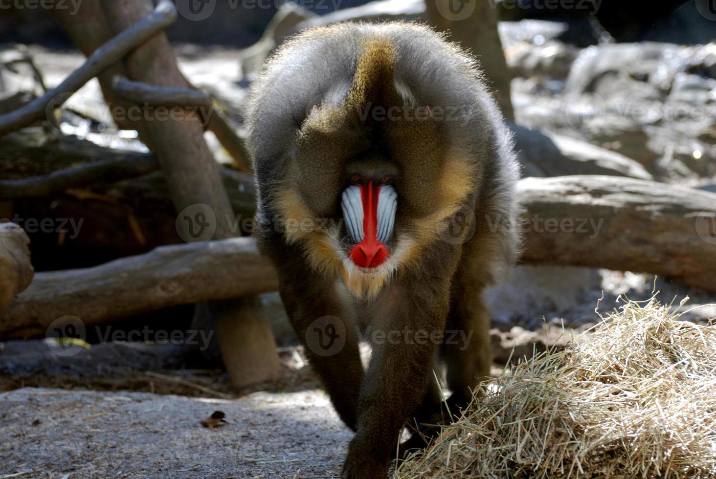 Great Adult Mandrill Monkey Strutting His Stuff photo