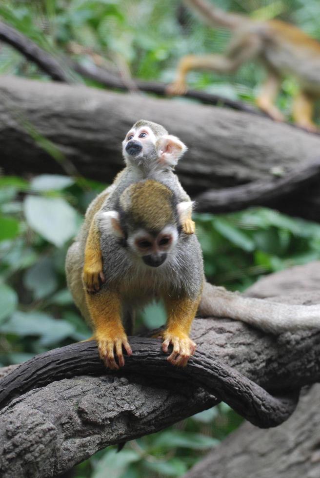 Mother Squirrel Monkey Carrying a Baby on Her Back photo