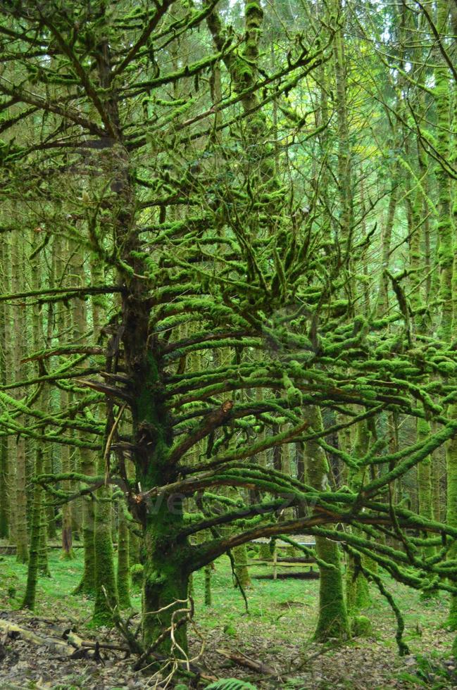 Large tree covered in thick moss in the highlands of Scotland photo