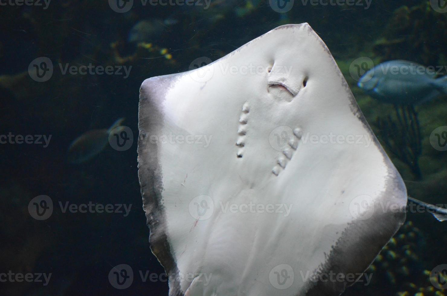 Soft Underside of a Ray's Belly Up Close photo