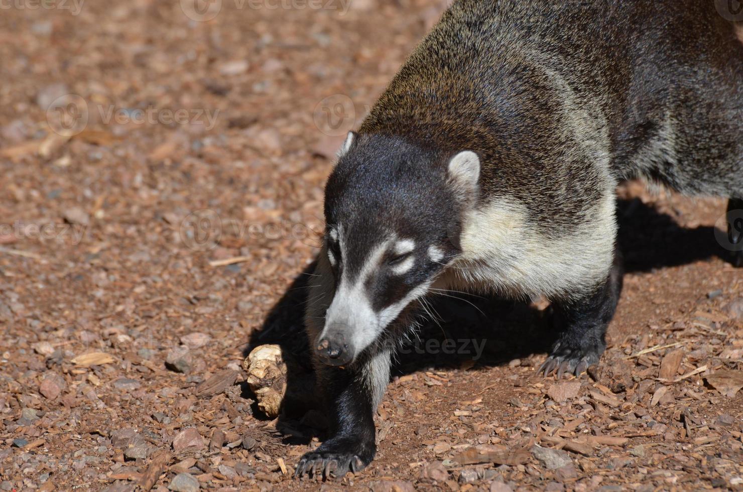 Candid of a Coati photo