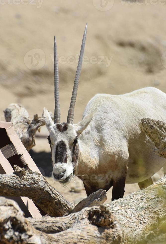 Arabian Oryx Munching on a Bunch of Hay photo