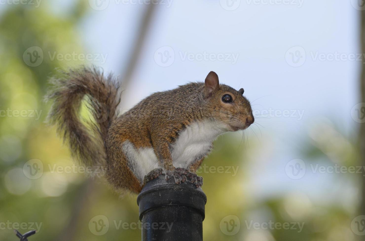 Squirrel On Top of a Chain Link Fence Post photo