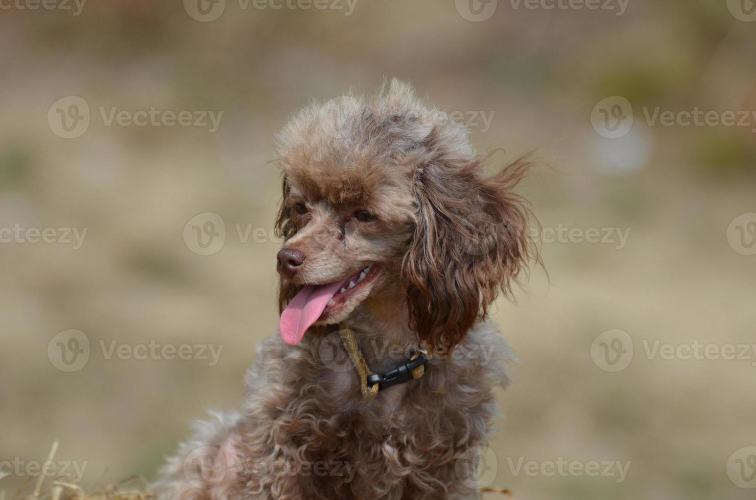 lengua rosa que sobresale en un caniche de juguete foto