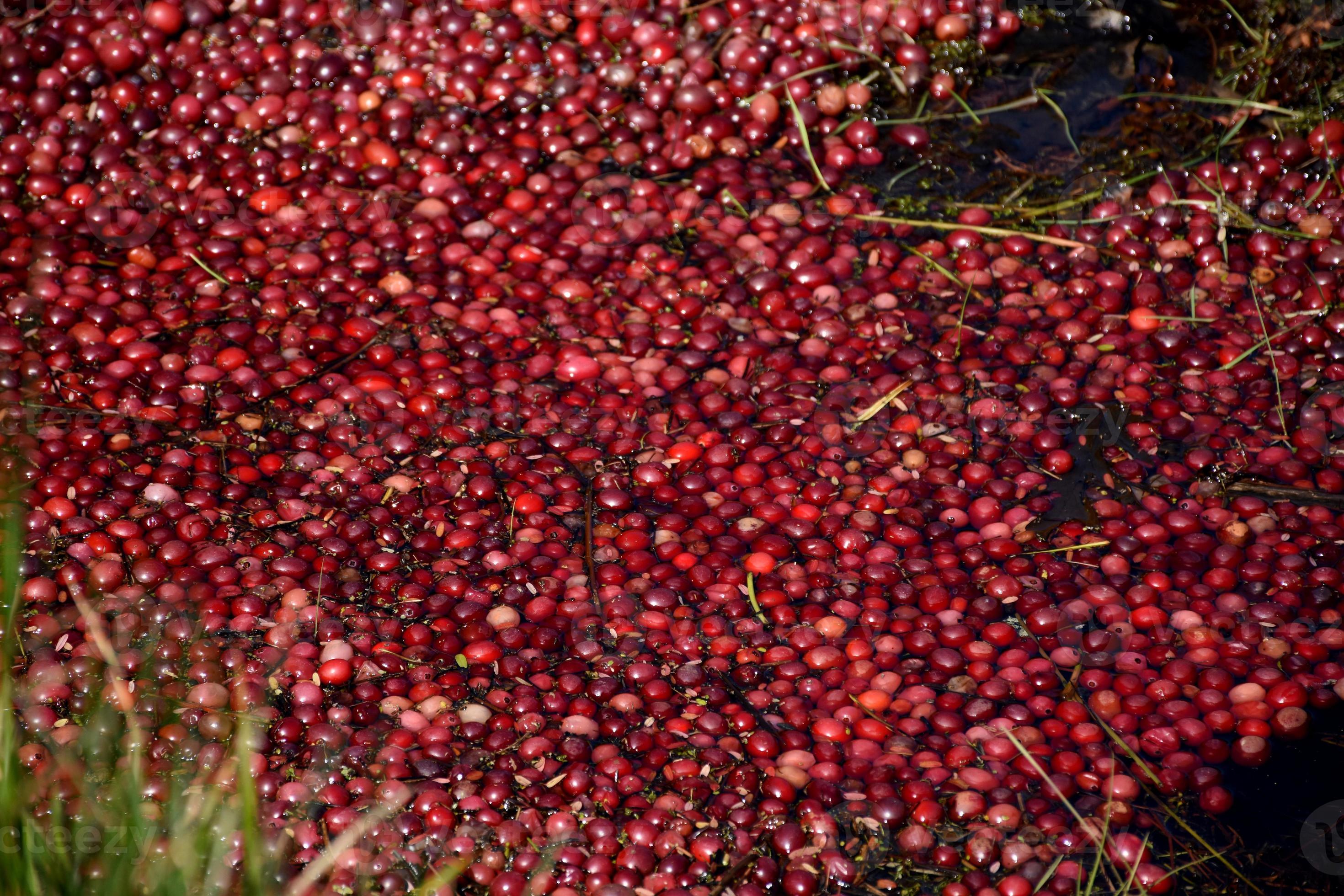 Growing Fresh Red Cranberries Floating in Water 9093092 Stock Photo at