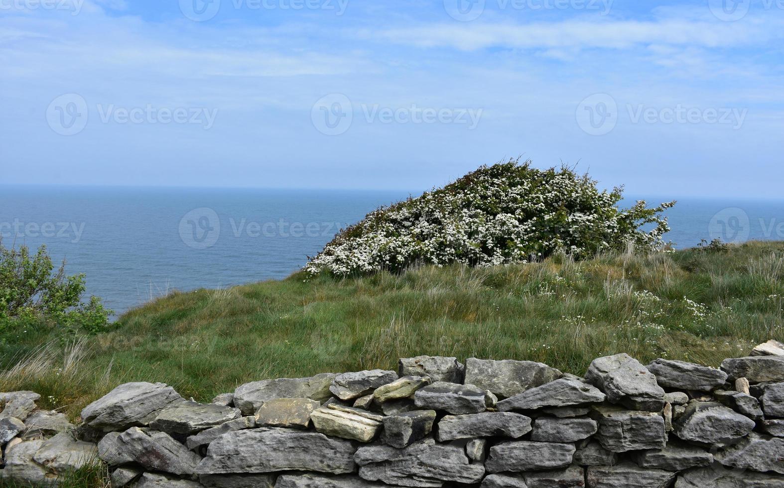 Flowering Bush on a Sea Cliff in Northern England photo